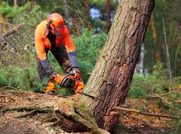 Pest Control for Lawns in Bay St Louis, MS
