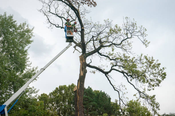 Best Hazardous Tree Removal  in Bay St Louis, MS