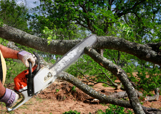 Lawn Maintenance Plans in Bay St Louis, MS